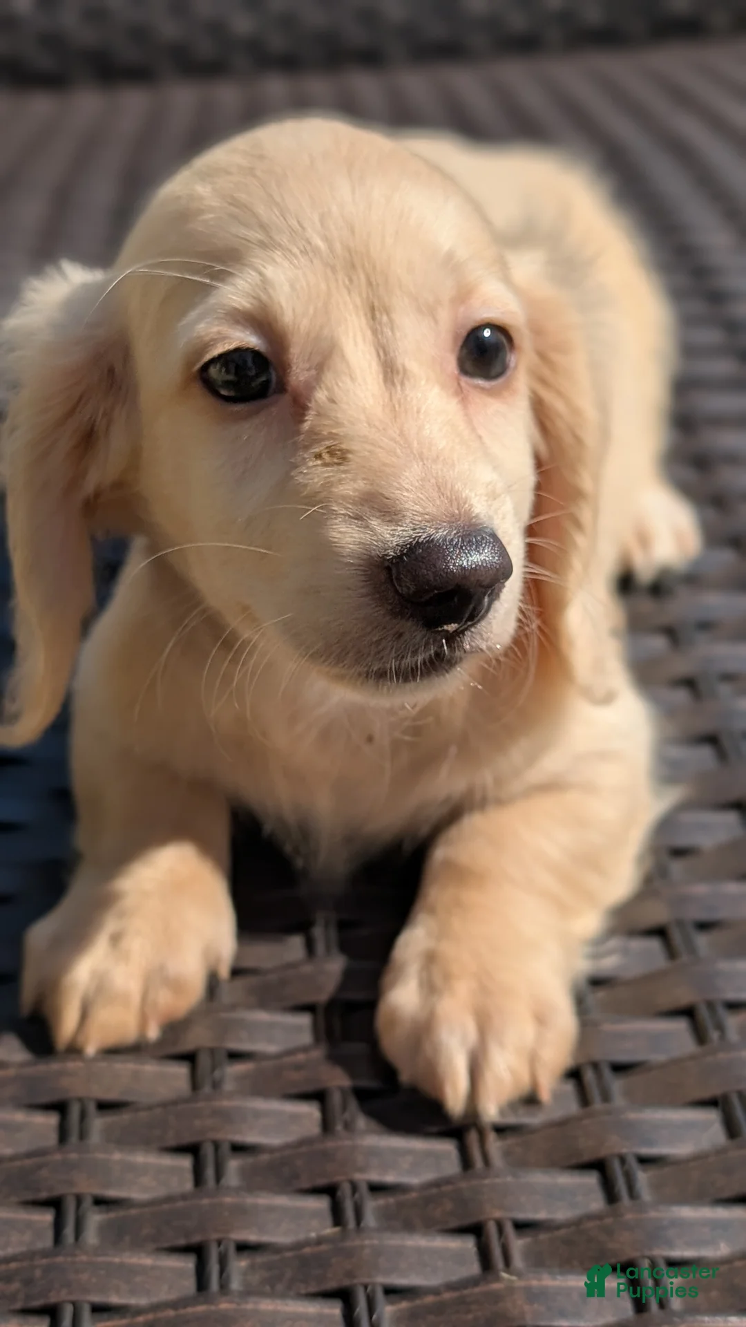 Miniature Dachshund dogs for sale: Spook tacular - Ad 7