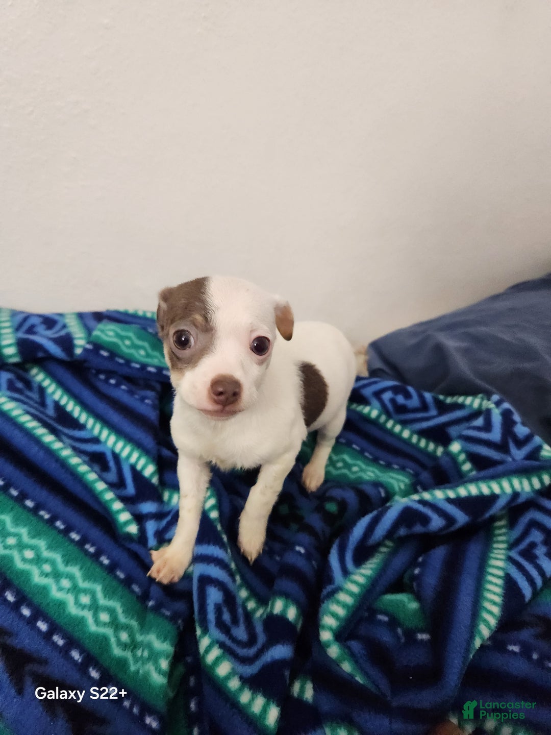 Mixed Breed dogs for sale: Mixed Breed Puppy 2 - Ad 3