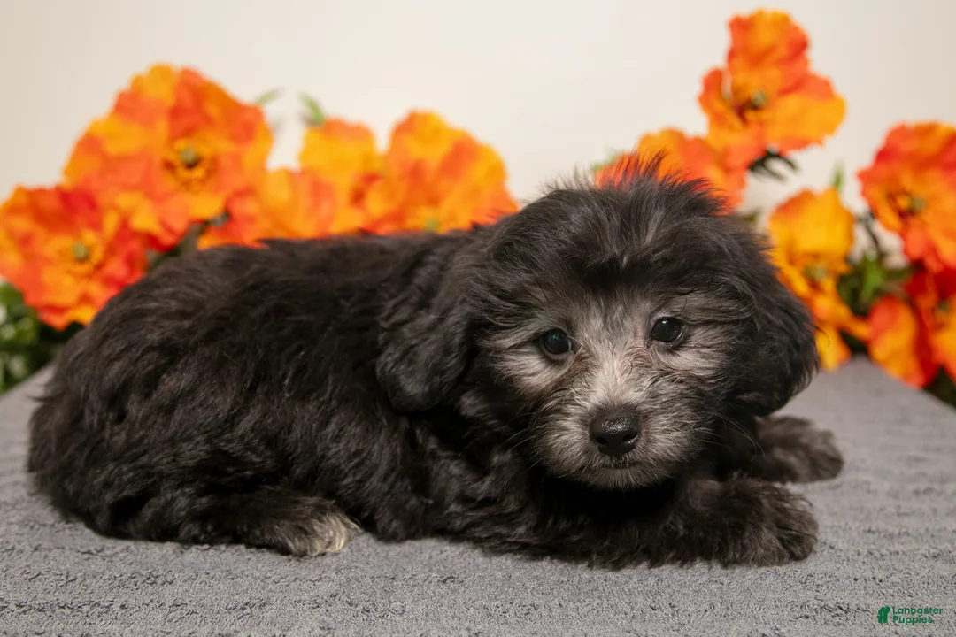 Yorkiepoo dogs for sale: Manny - Ad 3
