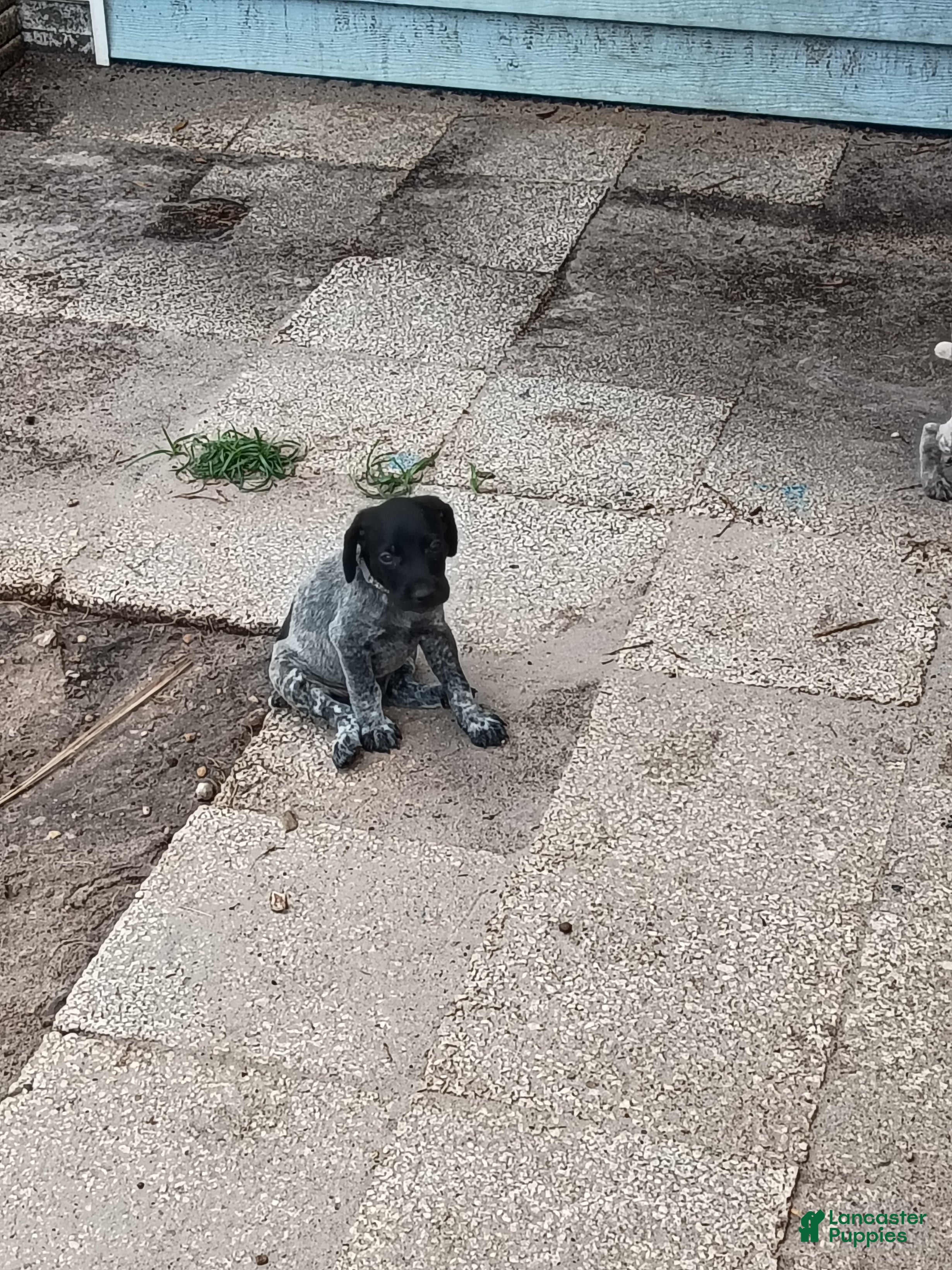 German Shorthaired Pointer dogs German Shorthaired Pointer 9 - Ad 10