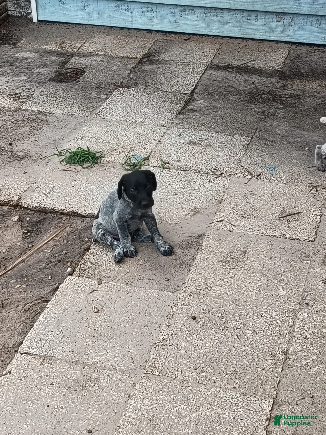 German Shorthaired Pointer dogs for sale: German Shorthaired Pointer 9 - Ad 1