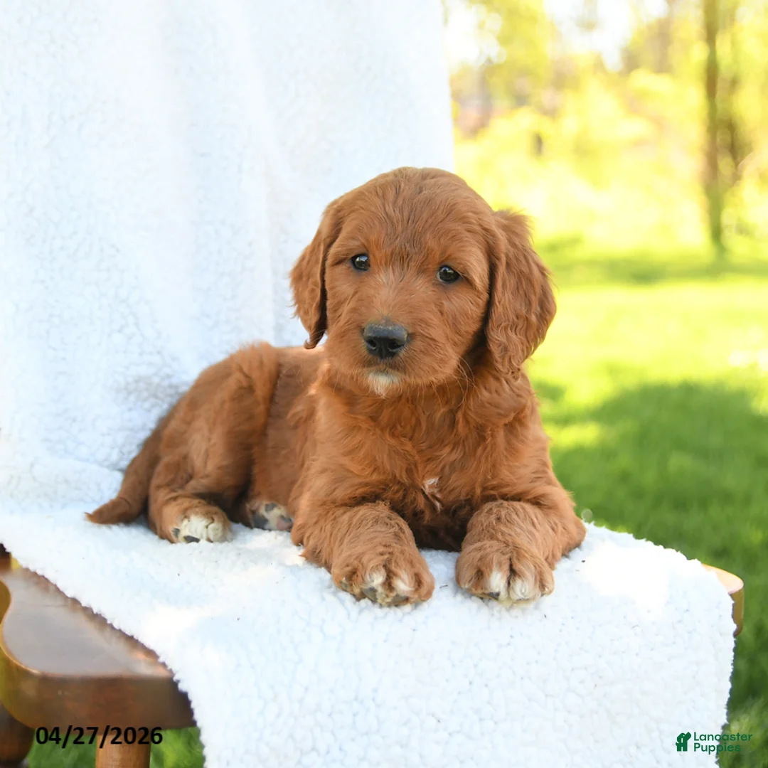 Goldendoodle dogs for sale: Chiffon - Ad 3