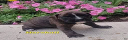 Boxer dogs for sale: Marshall - Ad 3