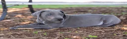 Great Dane dogs for sale: Asher - Ad 4