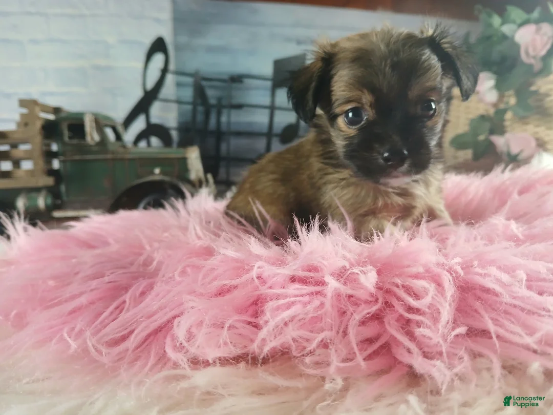 Chihuahua dogs for sale: Micro teacup chihuahua long hair. Hand Delivery  - Ad 2