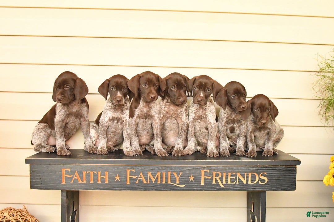 German Shorthaired Pointer dogs for sale: Charm  - Ad 5
