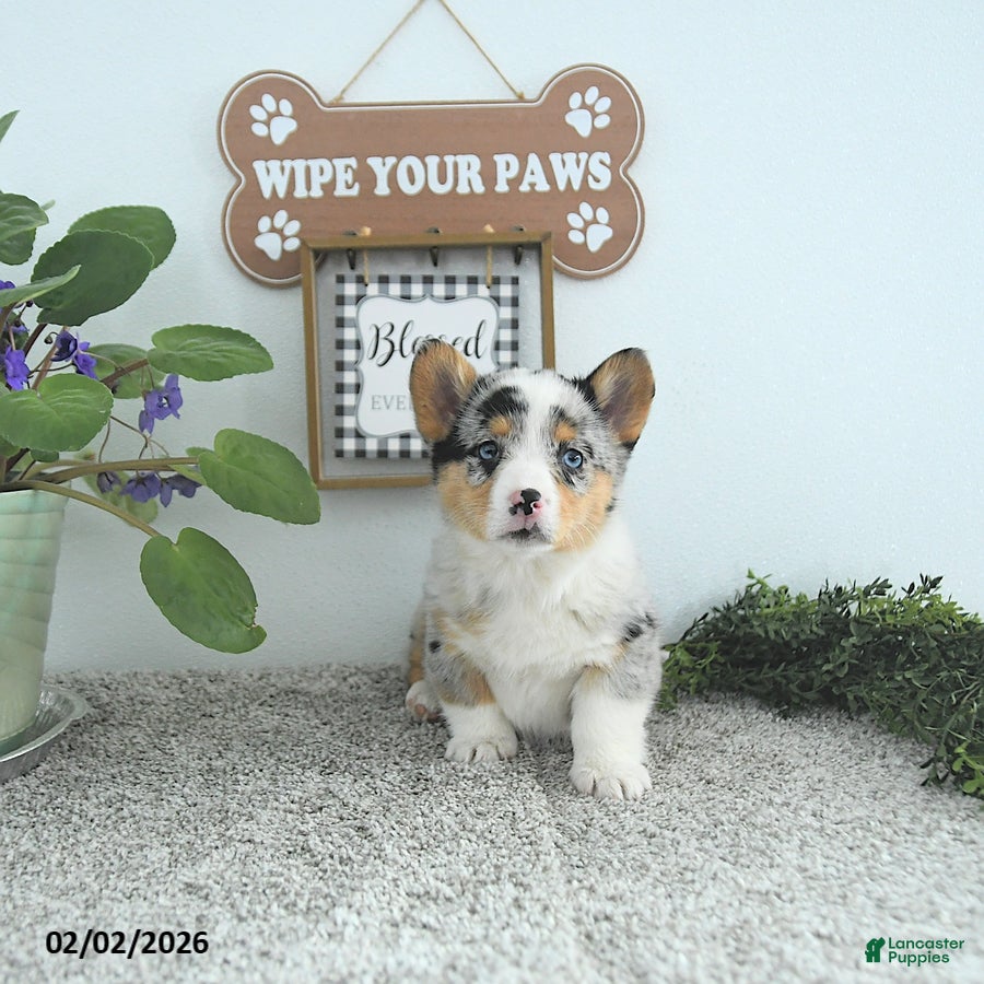 Welsh Corgi Pembroke dogs Lacy - Ad 5