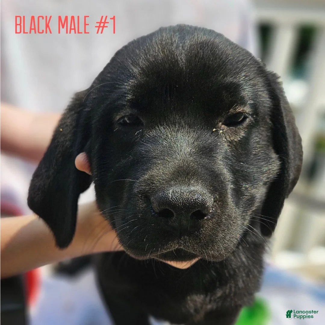 Labrador Retriever dogs for sale: Labrador Retriever  - Black Male 1 - Ad 1