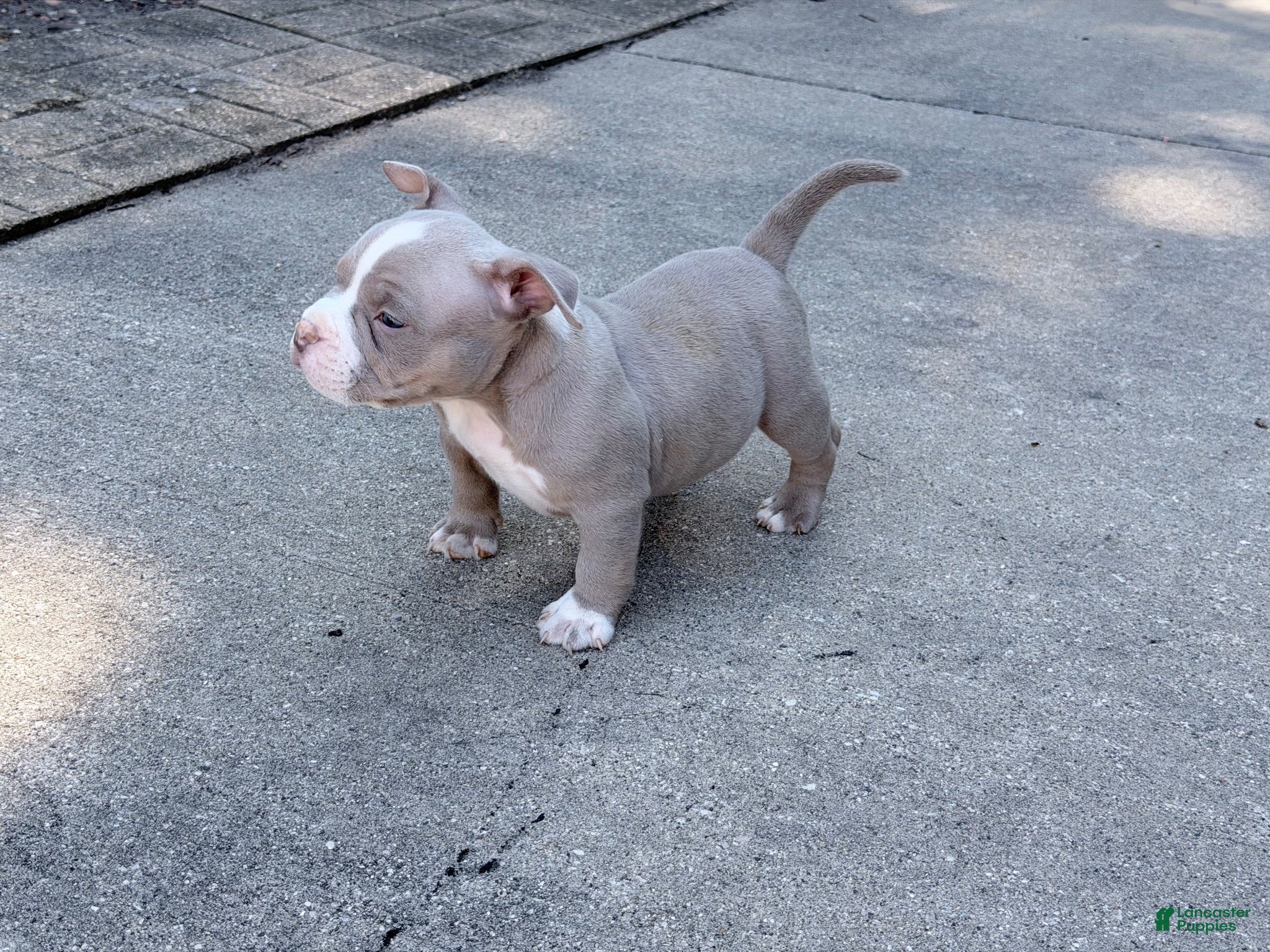 American Bully dogs American Bully 1 - Ad 20