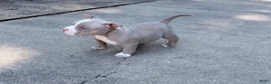 American Bully 1