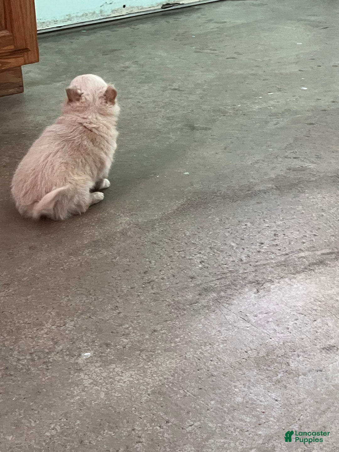 Chihuahua dogs for sale: Fuzz Ball - Ad 4