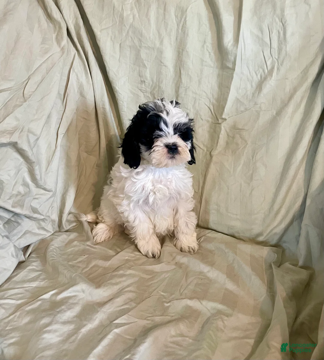 Cockapoo dogs for sale: Sam - Ad 1