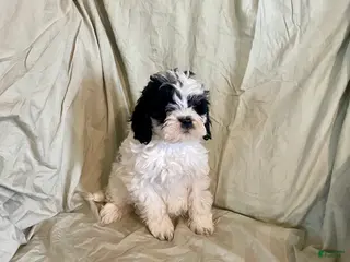 Cockapoo dogs for sale: Sam - Ad 2