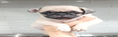 Pug Puppy 2