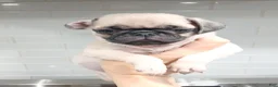 Pug dogs for sale: Pug Puppy 2 - Ad 1