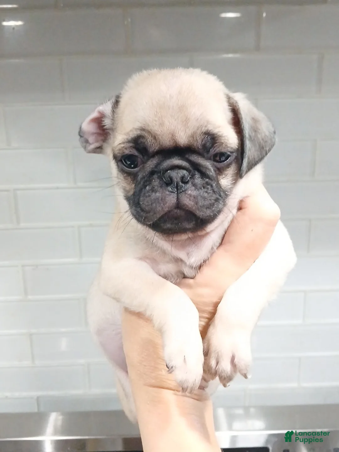 Pug dogs for sale: Pug Puppy 2 - Ad 1