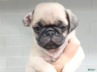 Pug dogs for sale: Pug Puppy 2 - Ad 3