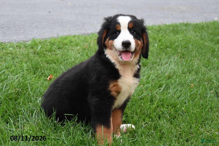 Bernese Mountain Dog dogs Emmy - Ad 1