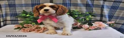Cavalier King Charles Spaniel dogs for sale: Caramel - Ad 2