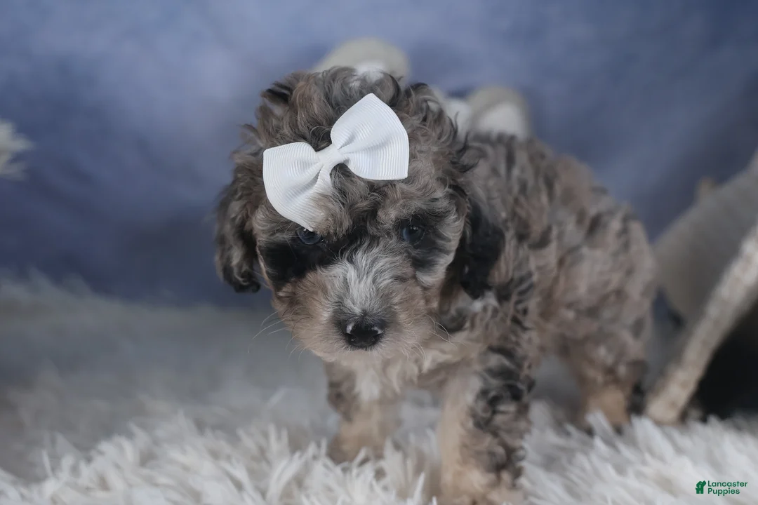 Miniature Poodle dogs for sale: Remington  - Ad 11