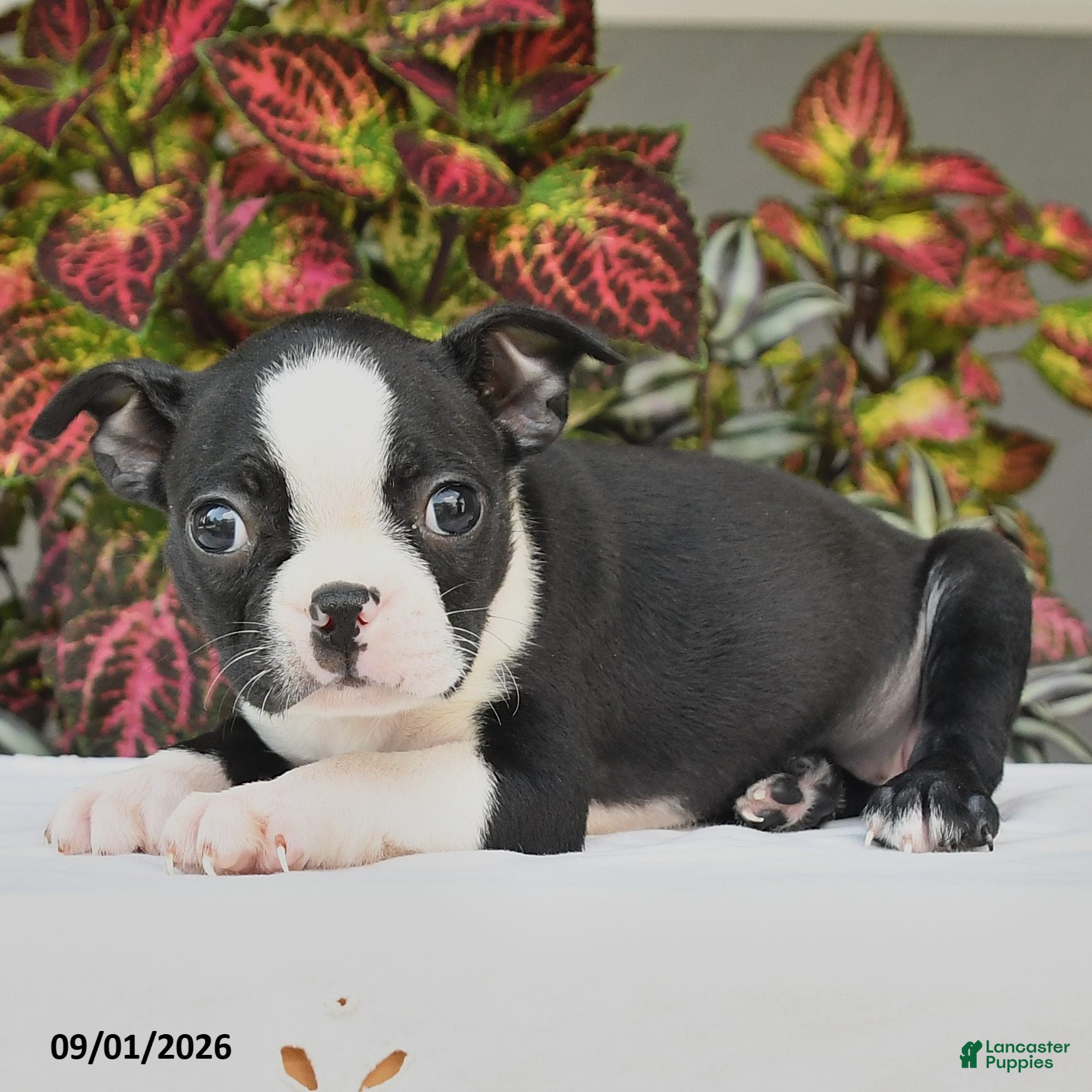 Boston Terrier dogs Jade - Ad 2