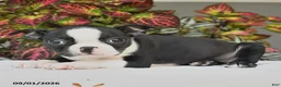 Boston Terrier dogs for sale: Jade - Ad 2