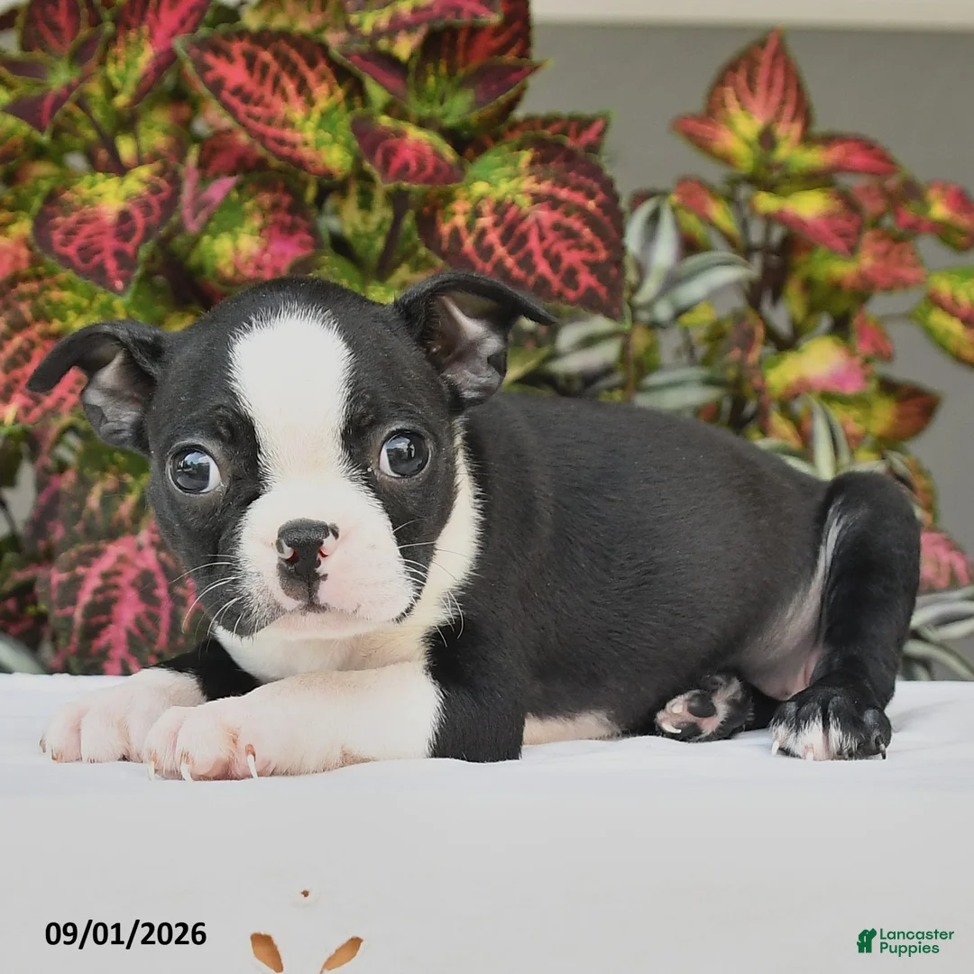 Boston Terrier dogs for sale: Jade - Ad 2