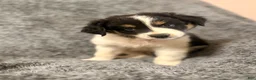 Australian Shepherd dogs for sale: Dobby - Ad 1