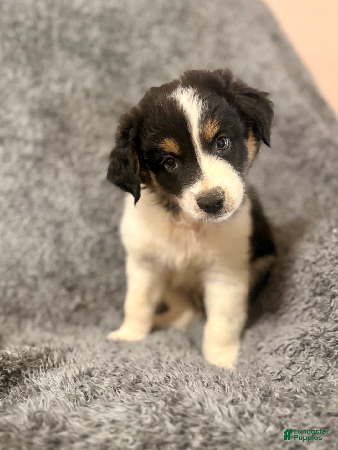 Australian Shepherd dogs for sale: Dobby - Ad 1