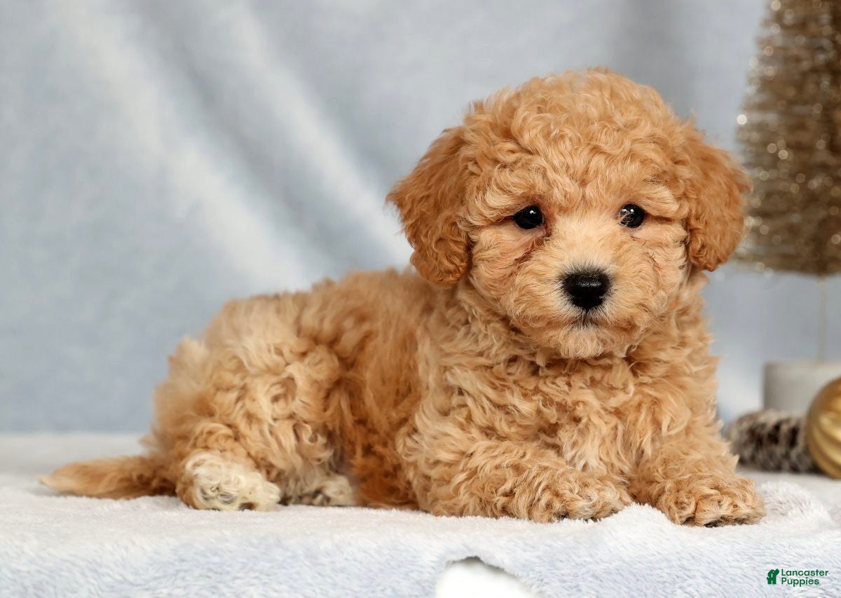 Bichpoo dogs Ringo - Ad 19