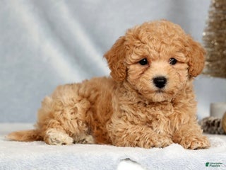 Bichpoo dogs Ringo - Ad 17