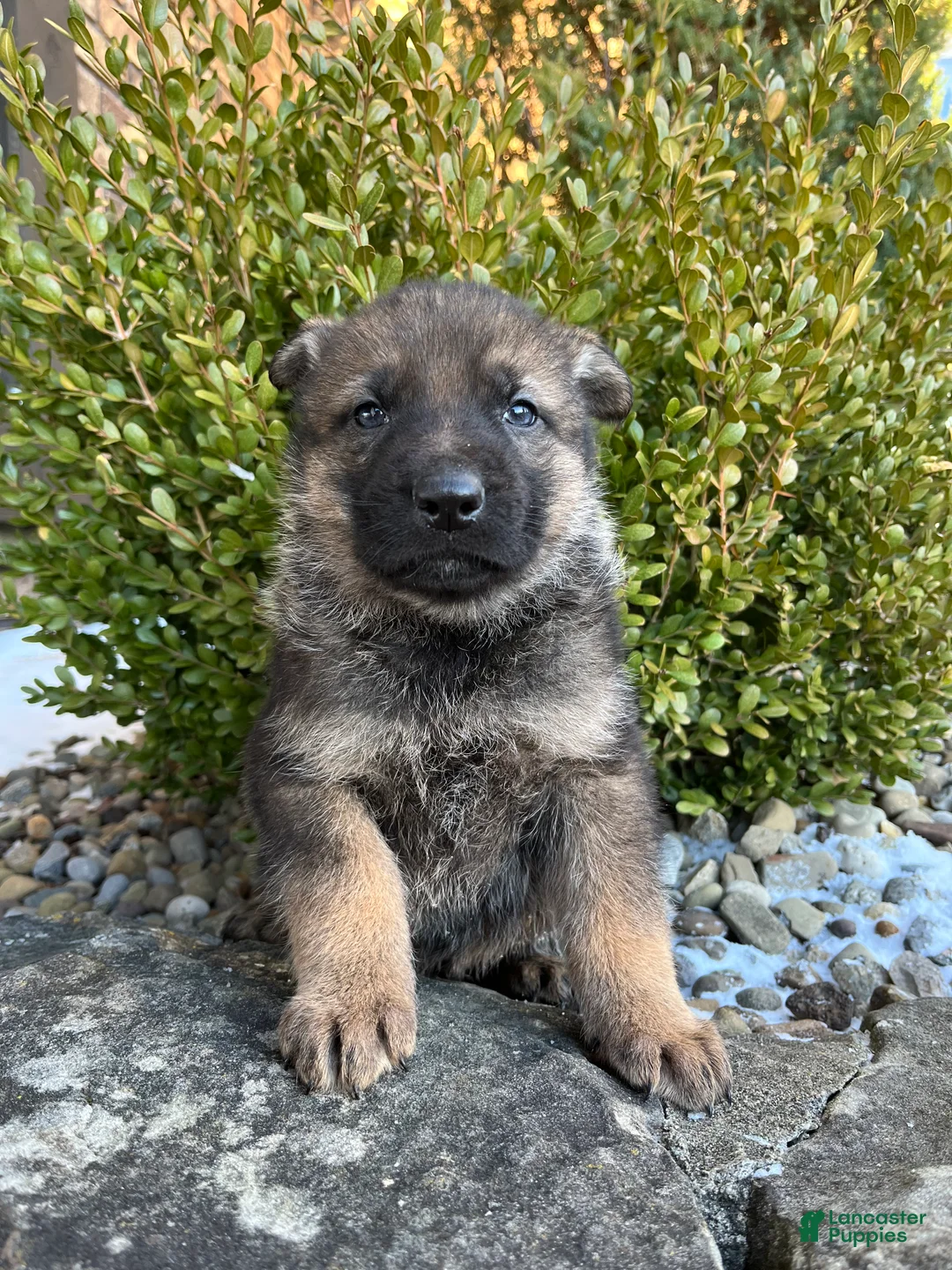 German Shepherd dogs for sale: Wayde - Ad 4