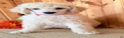 Standard Poodle dogs for sale: Snickers  - Ad 6
