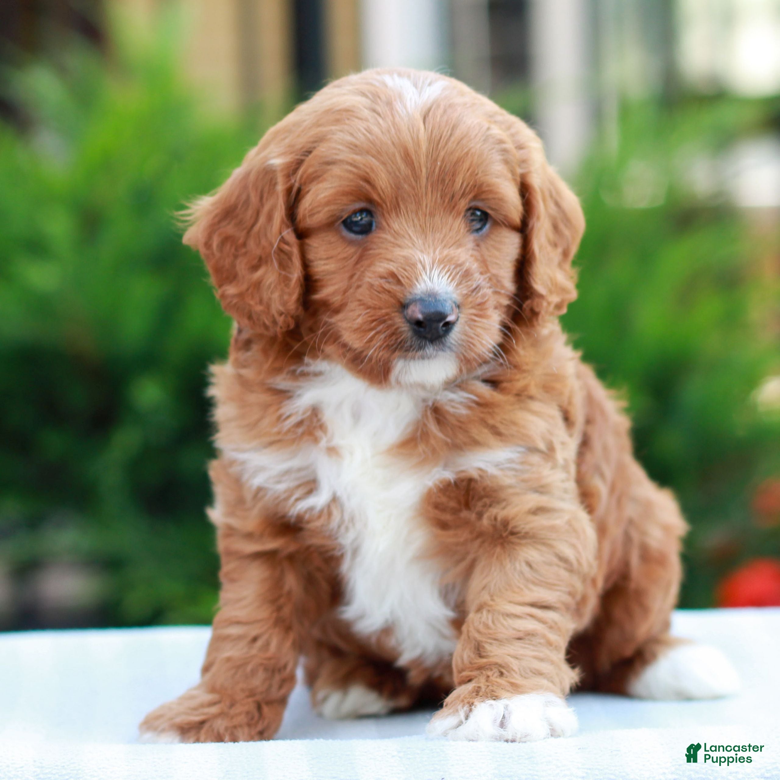 Cavapoo dogs Ethan  - Ad 2