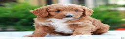 Cavapoo dogs for sale: Ethan  - Ad 2