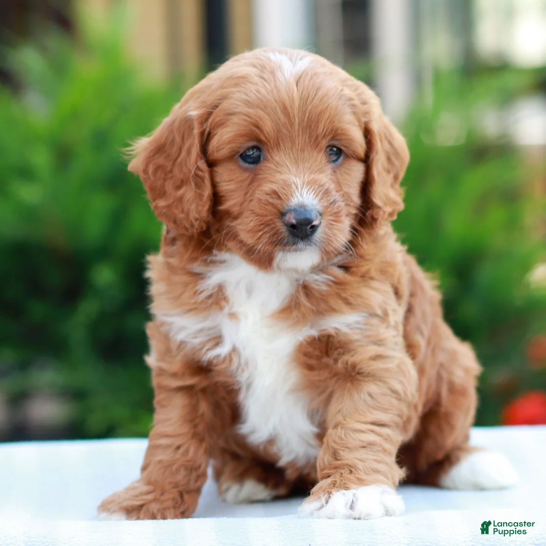Cavapoo dogs for sale: Ethan  - Ad 2
