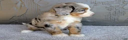 Mini Bernedoodle dogs for sale: Pipa - Ad 4