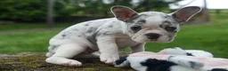 French Bulldog dogs for sale: Amelia (Merle & White) 💙🤍 - Ad 9