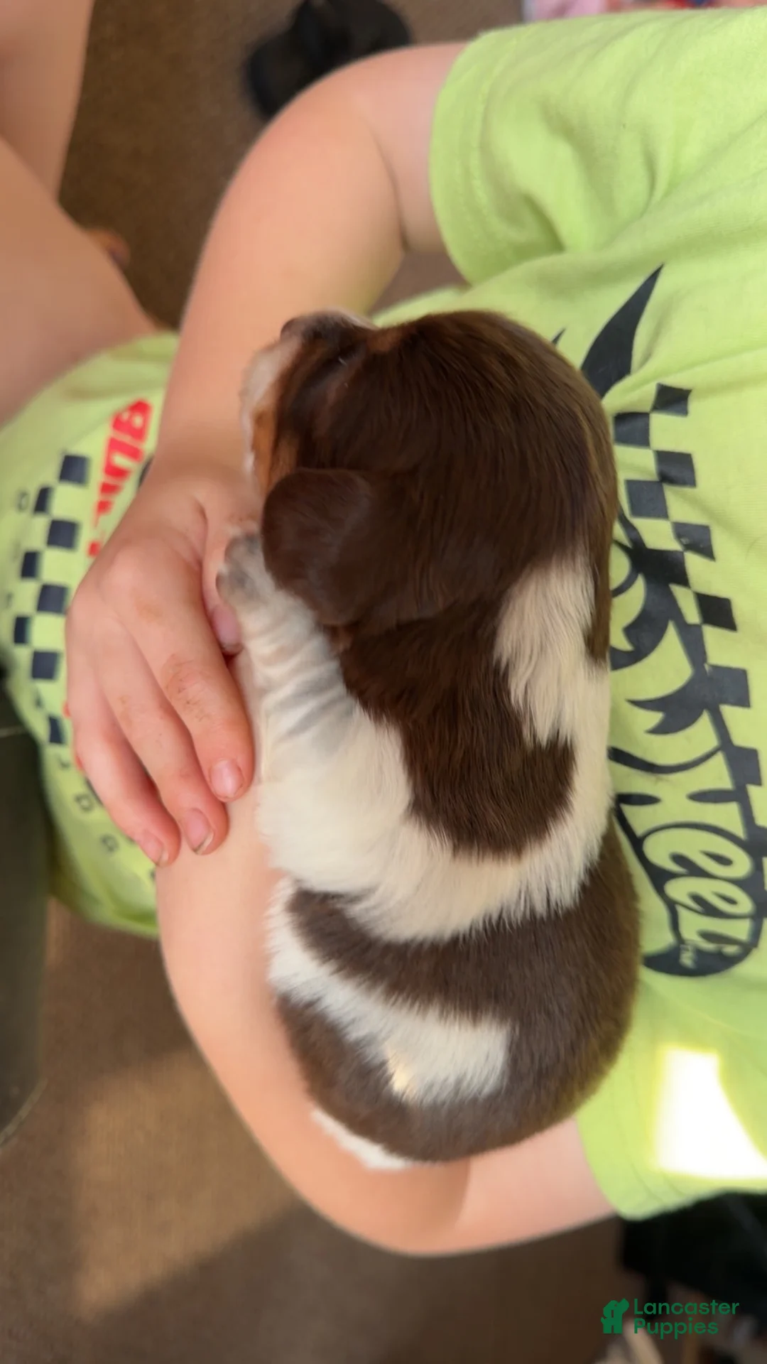 Miniature Dachshund dogs for sale: Miniature Dachshund 1 - Ad 2