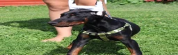 Doberman Pinscher dogs for sale: Doberman Pinscher 2 - Ad 10