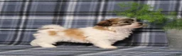 Teddy Bear dogs for sale: Yolonda - Ad 4