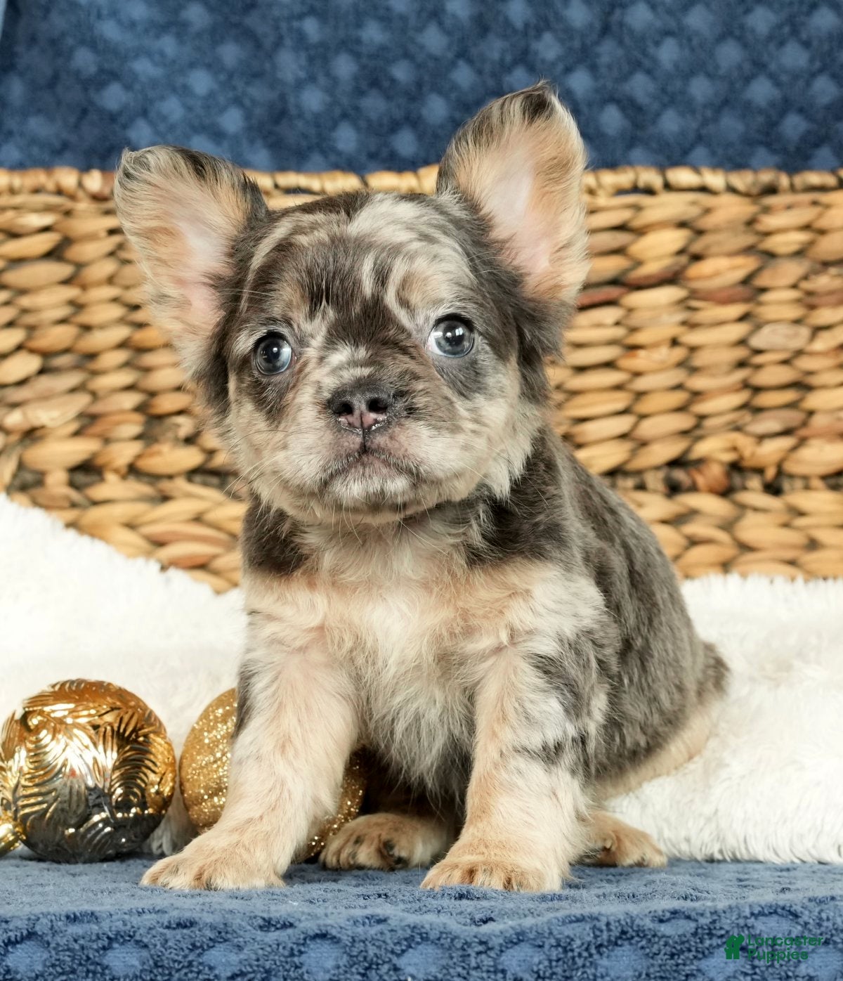 French Bulldog dogs Ashley - Ad 39