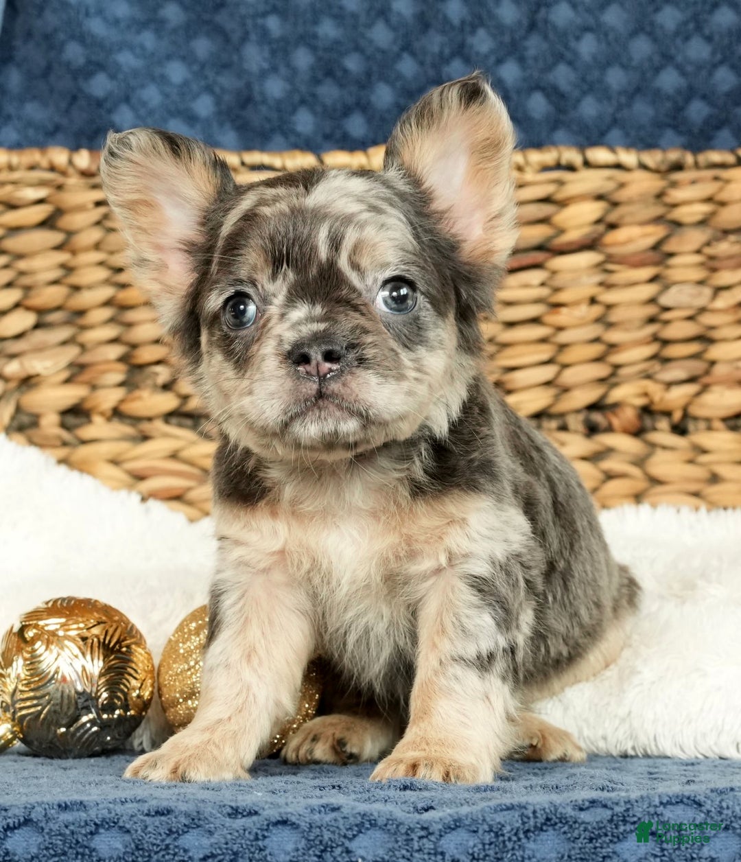 French Bulldog dogs for sale: Ashley - Ad 3