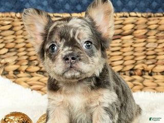 French Bulldog dogs Ashley - Ad 39
