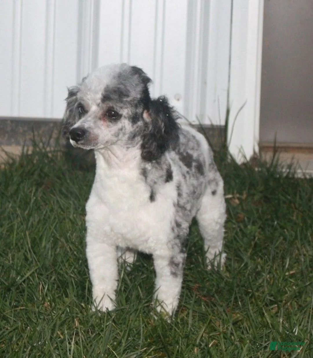 Mini Bernedoodle dogs for sale: Sandy - Ad 13