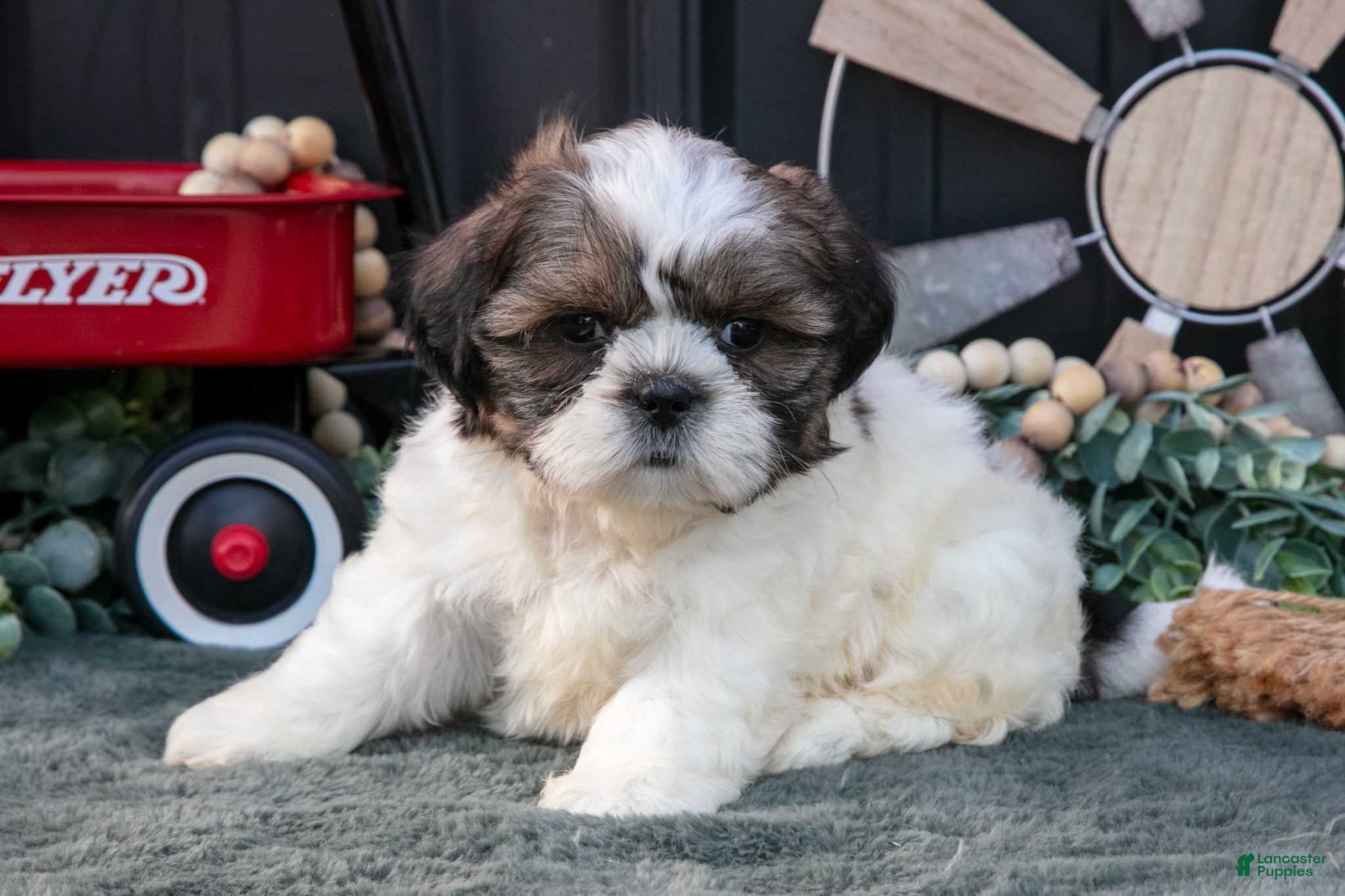 Shih Tzu dogs Mallory - Ad 2