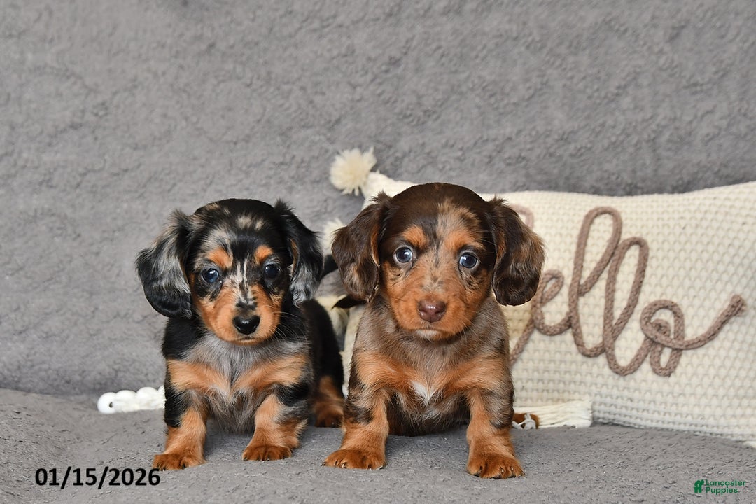 Miniature Dachshund dogs for sale: Lily - Ad 2