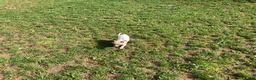 Chihuahua dogs for sale: Theodore - Ad 12