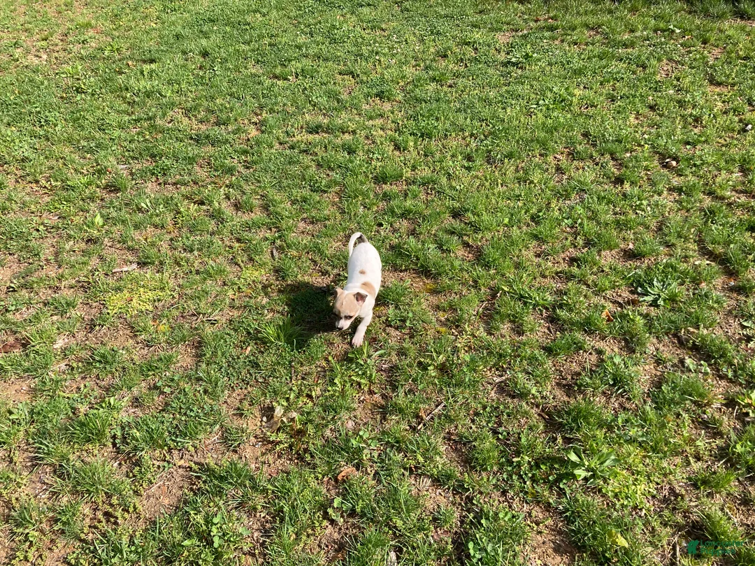 Chihuahua dogs for sale: Theodore - Ad 12