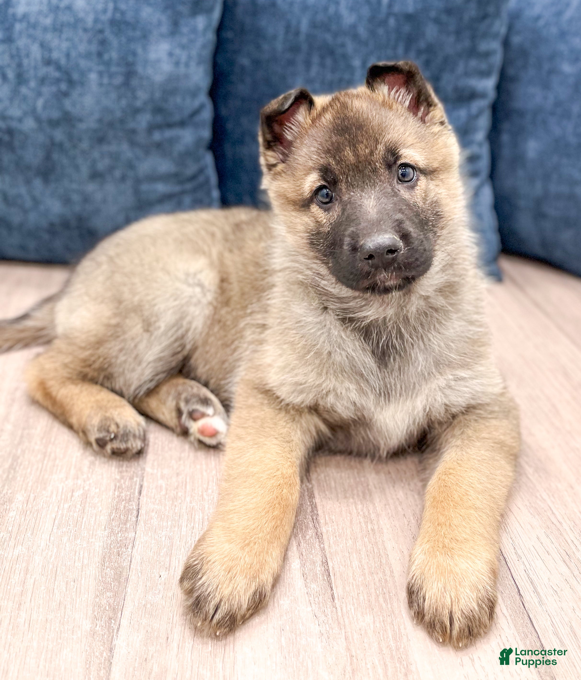 German Shepherd dogs Kendra - Ad 2